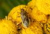 Stictopleurus punctatonervosus